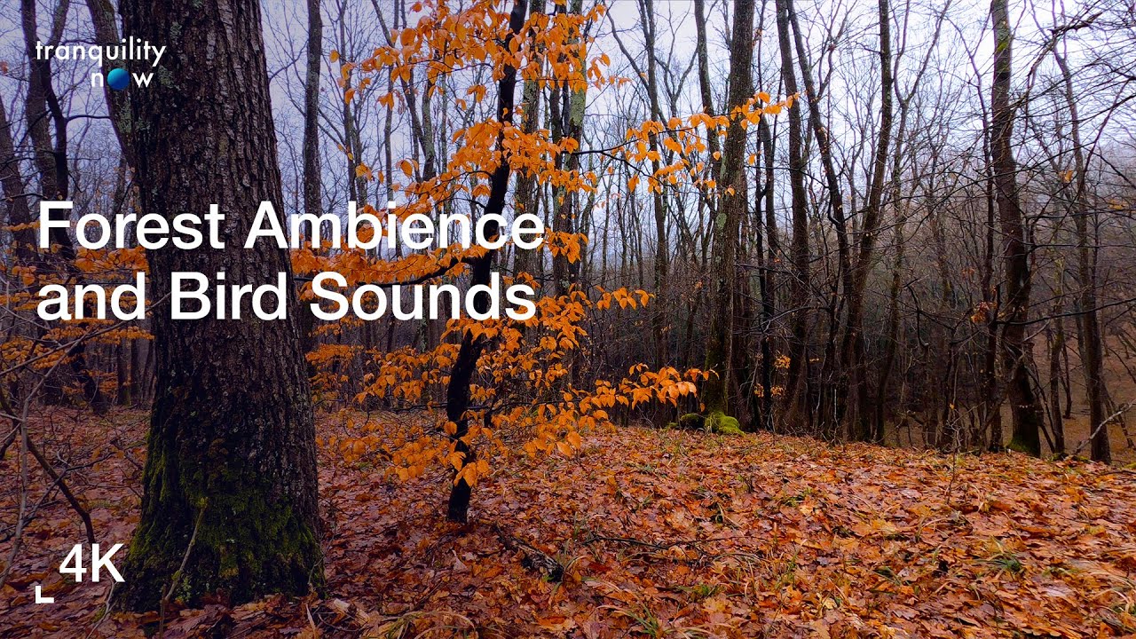 Relaxing Forest Birdsong & Nature Sounds for Stress Relief, Focus, Sleep & Meditation - 4K