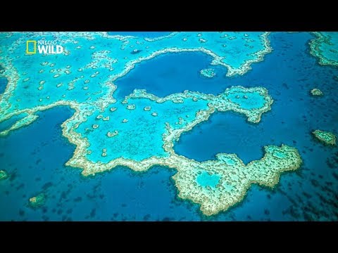 Video: Rejser Australien: Fra Great Barrier Reef Til Tasmanien