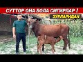 СУТТОР ОНА БОЛА СИГИРЛАР МИРЗАБЕК ОГАНИ ФЕРМАСИ СИГИГРЛАРНИ ЗУ́РЛАРИ КЕЛДИ ХОРАЗМ БОЗОР