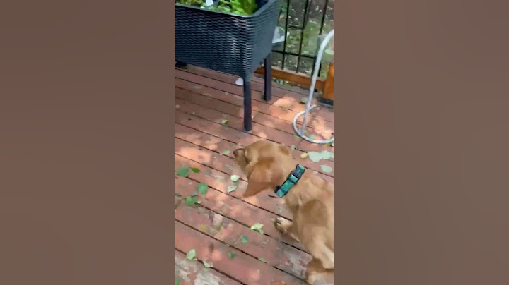 Dog Plays Fetch by Herself || ViralHog
