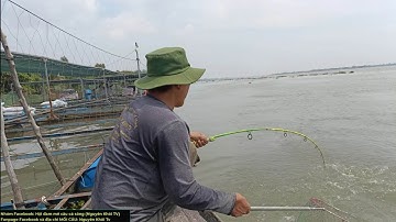 Run tay, đứng tim cảnh vớt cá tra Khủng - Mùa khô hạn ra sông săn ổ cá tra Khủng, cá Chép | T414