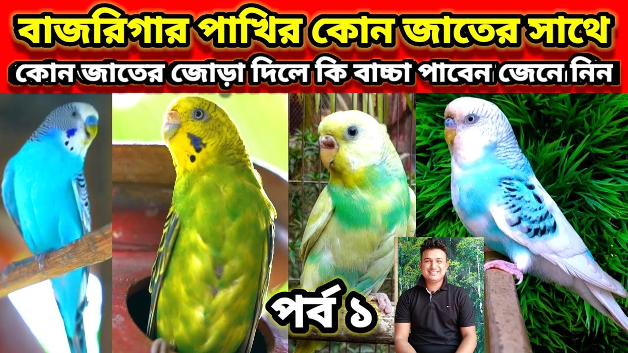 বাজরিগার পাখির কোন জাতের সাথে কোন জাতে জোড়া দিলে বাচ্চা | budgie mutations guide | Birds of village