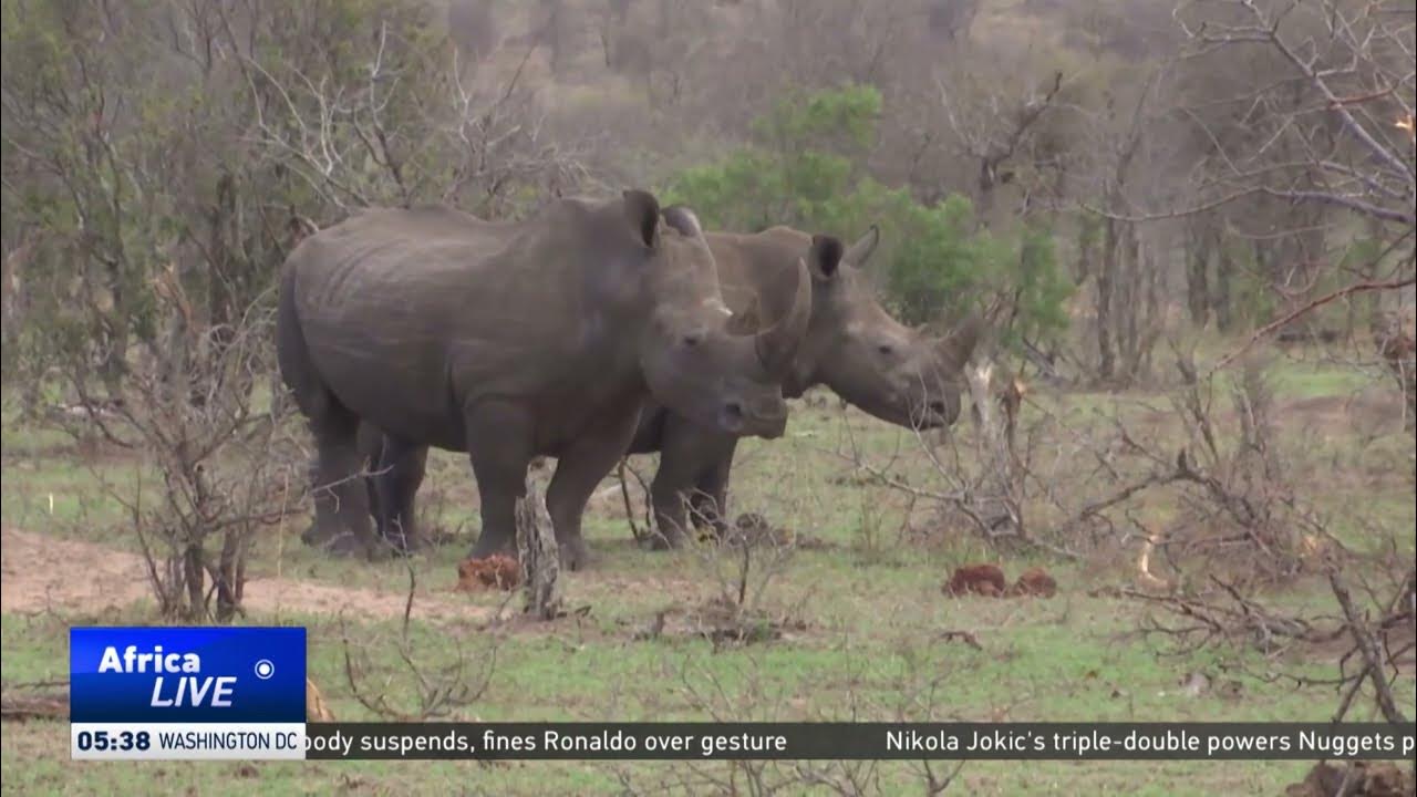 South Africa expresses concern over rise in rhino poaching