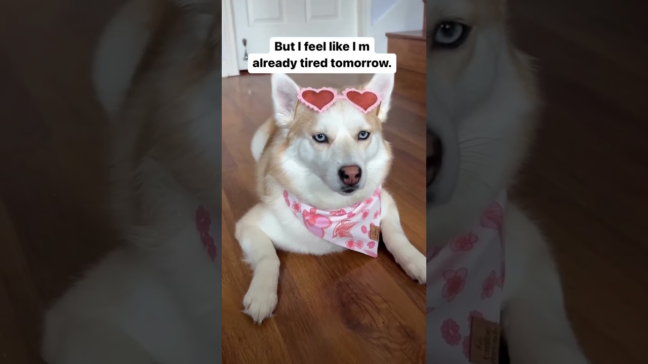 Husky Pomsky dog’s tired face is funny🤣🤣 