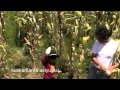 Poesía Quechua "CH'AYÑA" Autor y Voz: Wilbert Pacheco Alvarez