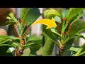 アブラムシがついた植物にテントウムシを置いたら全部食べます！ / Can ladybugs get rid of aphids on plants?