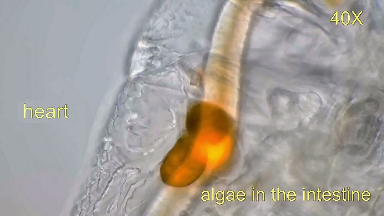 Daphnia longispina details