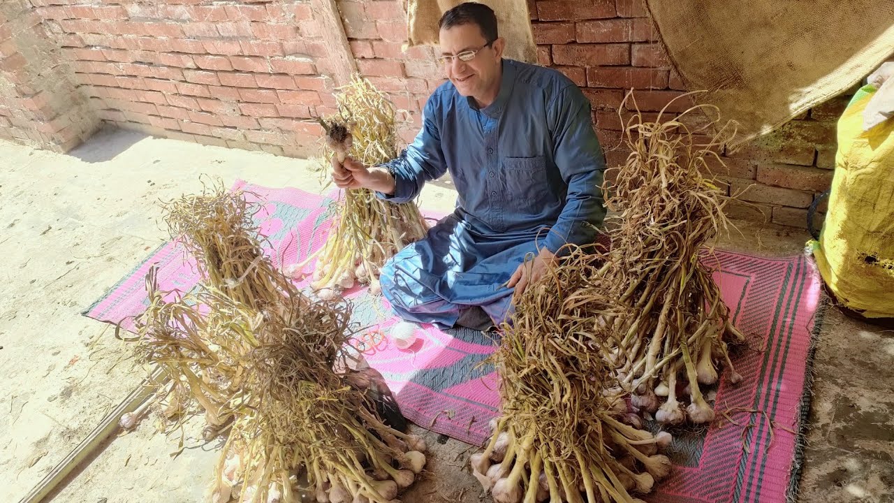 عاجل زيادة أسعار الثوم وكيفيه تخزين التجار للثوم طوال السنه