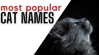 Popular Cat Celebrity Names