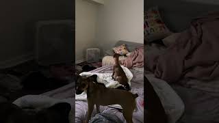 Howling, unabridged edition 🐺 #dogs #dogshorts #funnydogs #chaoticdogs #pets #animalshorts