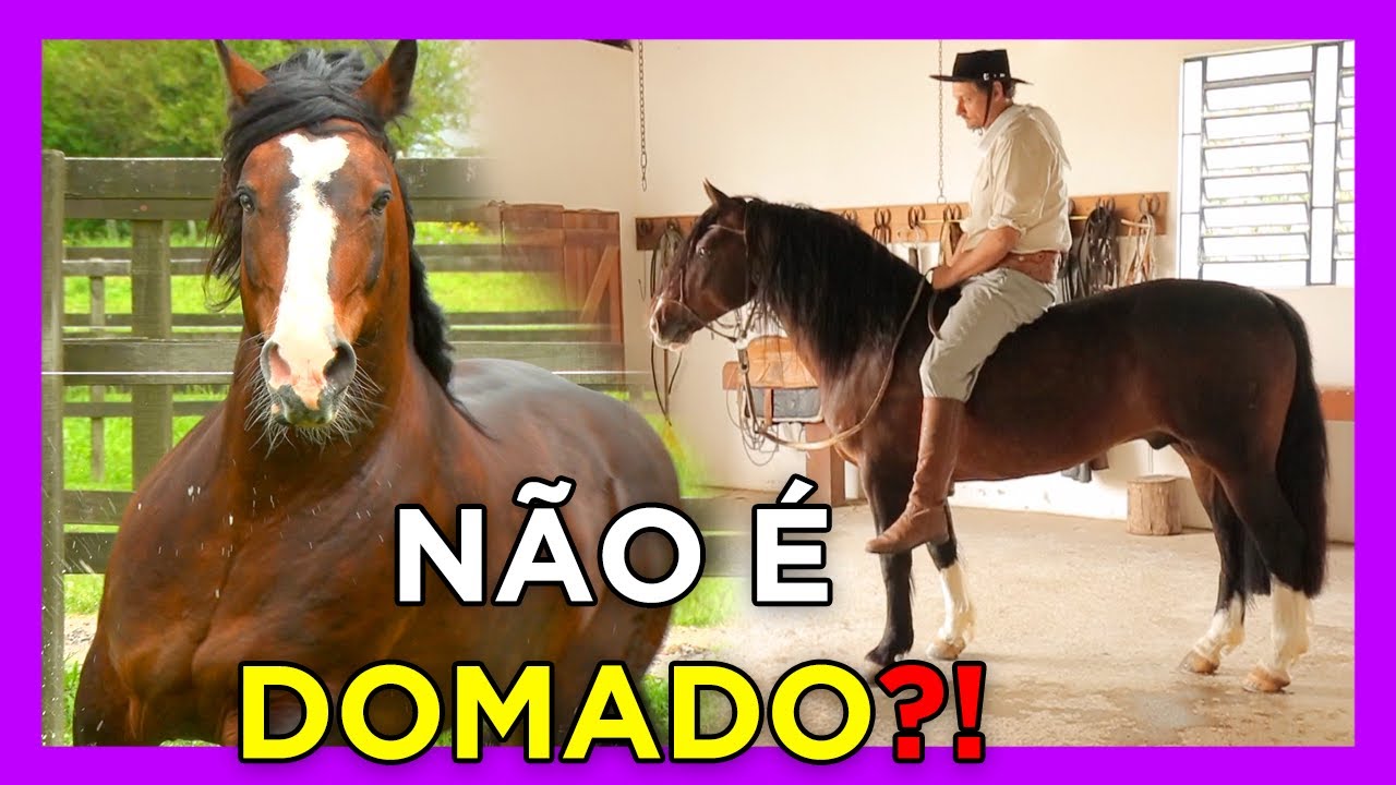 PASMEM: O CAVALO NÃO É DOMADO!