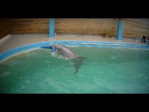 Undercover in Dolphinarium