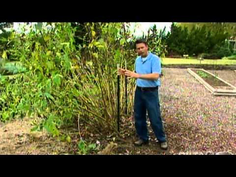 Harvesting Jerusalem Artichoke