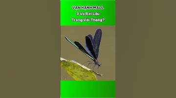 Vạn Hạnh Mall: 3 vụ rơi lầu liên tiếp và câu hỏi lớn về an toàn