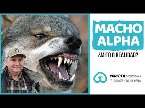 Video: David Mechin teoria Wolf Alpha-roolista
