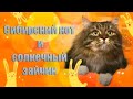 Погоня за солнечным зайчиком) 😻Смешной Сибирский кот Уссури