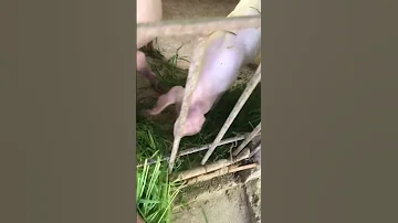Piglet largewhite #baboy #pig #baboyan #animal #pigkeeping #biik