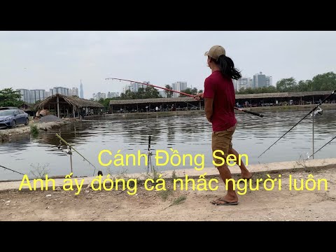 Fishing clash. Cận Cảnh câu cá tra giải hồ câu Cánh Đồng Sen ngày khai trương