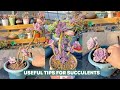 Useful Tips For Succulents - Part 36 | 多肉植物 | 다육이들 | Suculentas