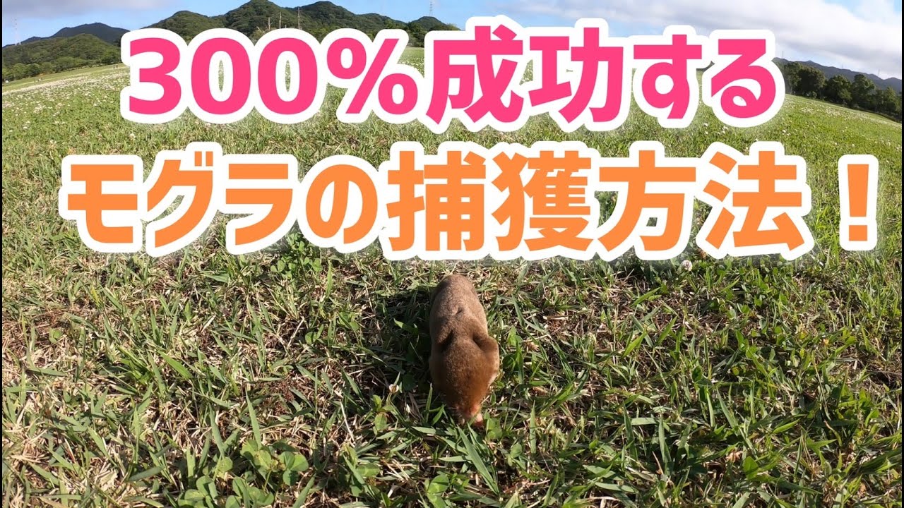 ３００％成功するモグラの捕獲方法！【超解説】