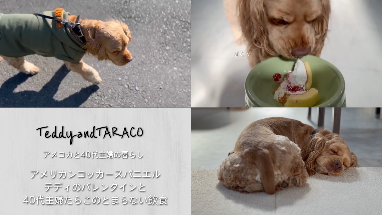 アメリカンコッカースパニエル テディのバレンタインと40代主婦たらこのとまらない食欲