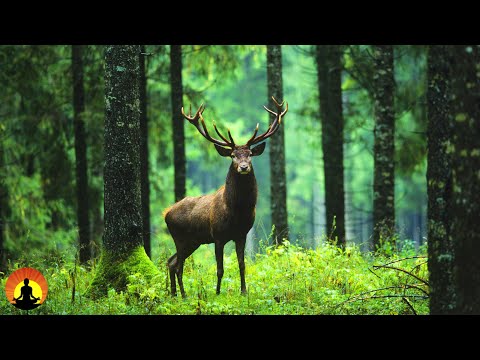 ? Relaxing Music 24/7, Stress Relief Music, Calm Music, Sleep Music, Meditation Music, Study, Spa