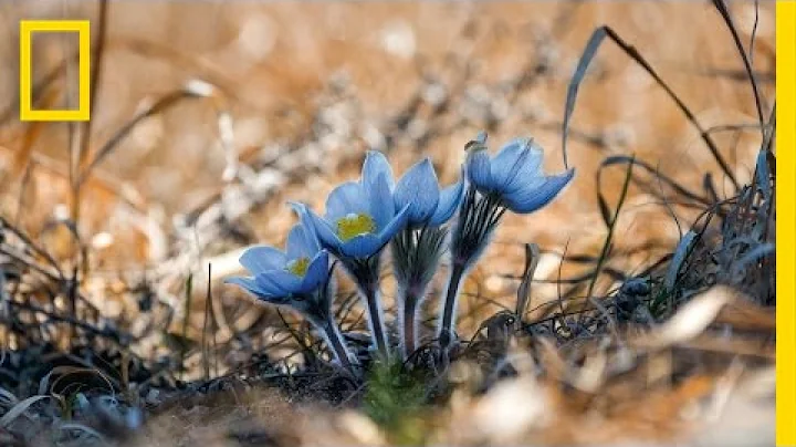 Photos: Watch Spring Bloom Before Your Eyes | National Geographic - DayDayNews