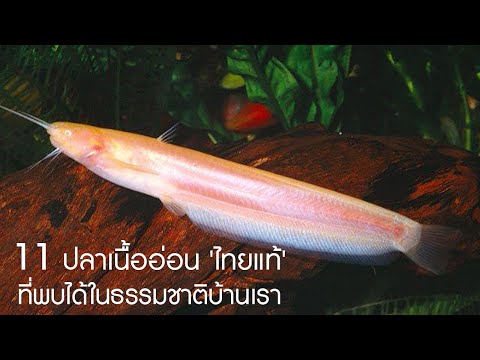 11 ปลาเนื้ออ่อน 'ไทยแท้' ที่พบได้ในธรรมชาติบ้านเรา หลายชนิดเลี้ยงได้กินได้ บางชนิดห้าม! #ปลาไทย