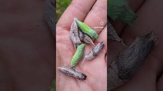 Papilio Machaon Old World Swallowtail