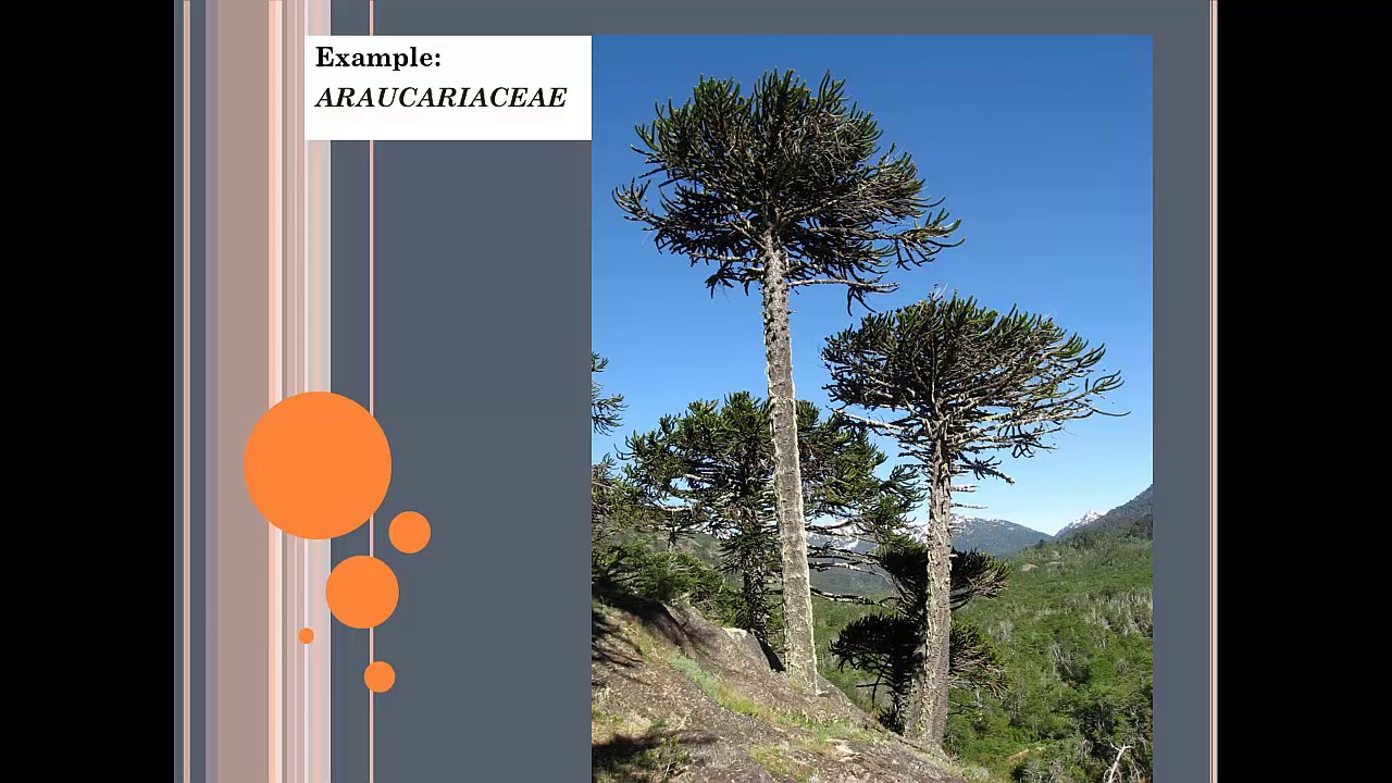 Ed Espinoza's contribution to the GTTN2 kick-off meeting