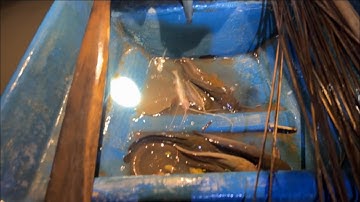 Cá quá cá ( 1 đêm cắm câu 2 anh em tiếp tục bảo cá trê)T13