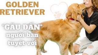 Chó Golden Retriever: Người bạn tuyệt vời trong gia đình