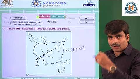 29TH JUL PAN INDIA CLASS IV SCIENCE ASSIGNMENT 12 KEY