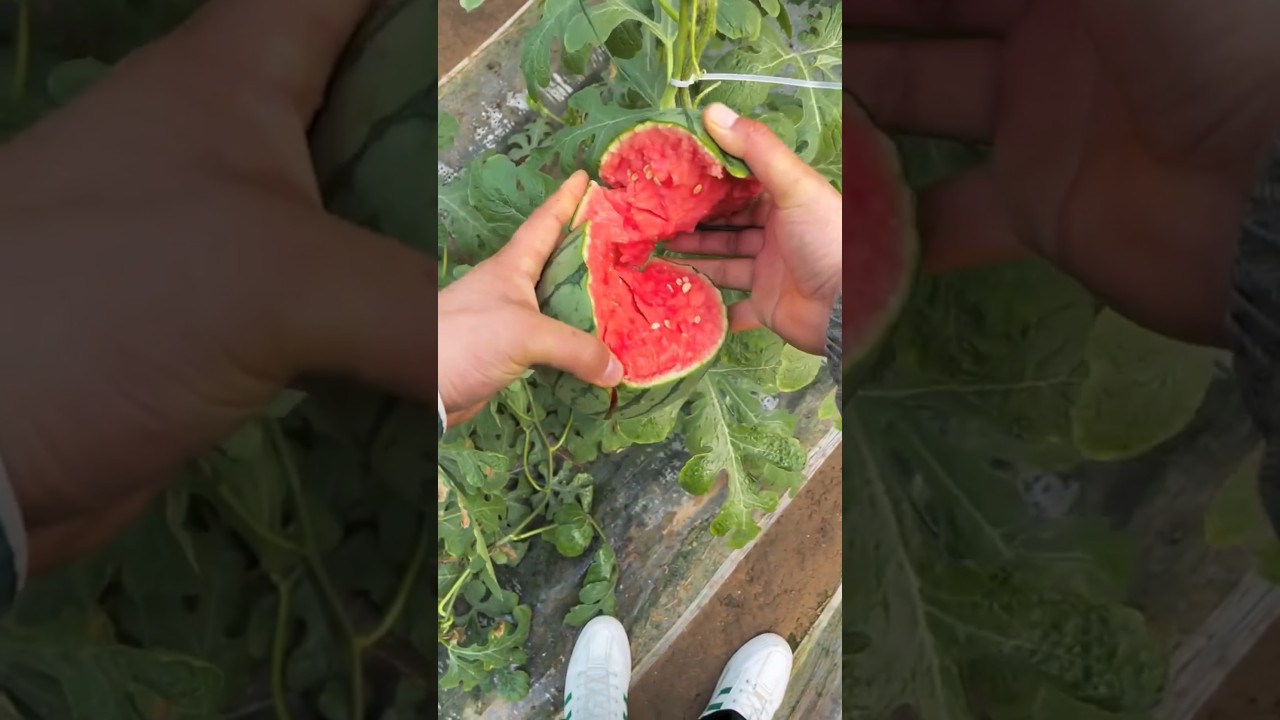 Fresh watermelon harvesting and breaking process