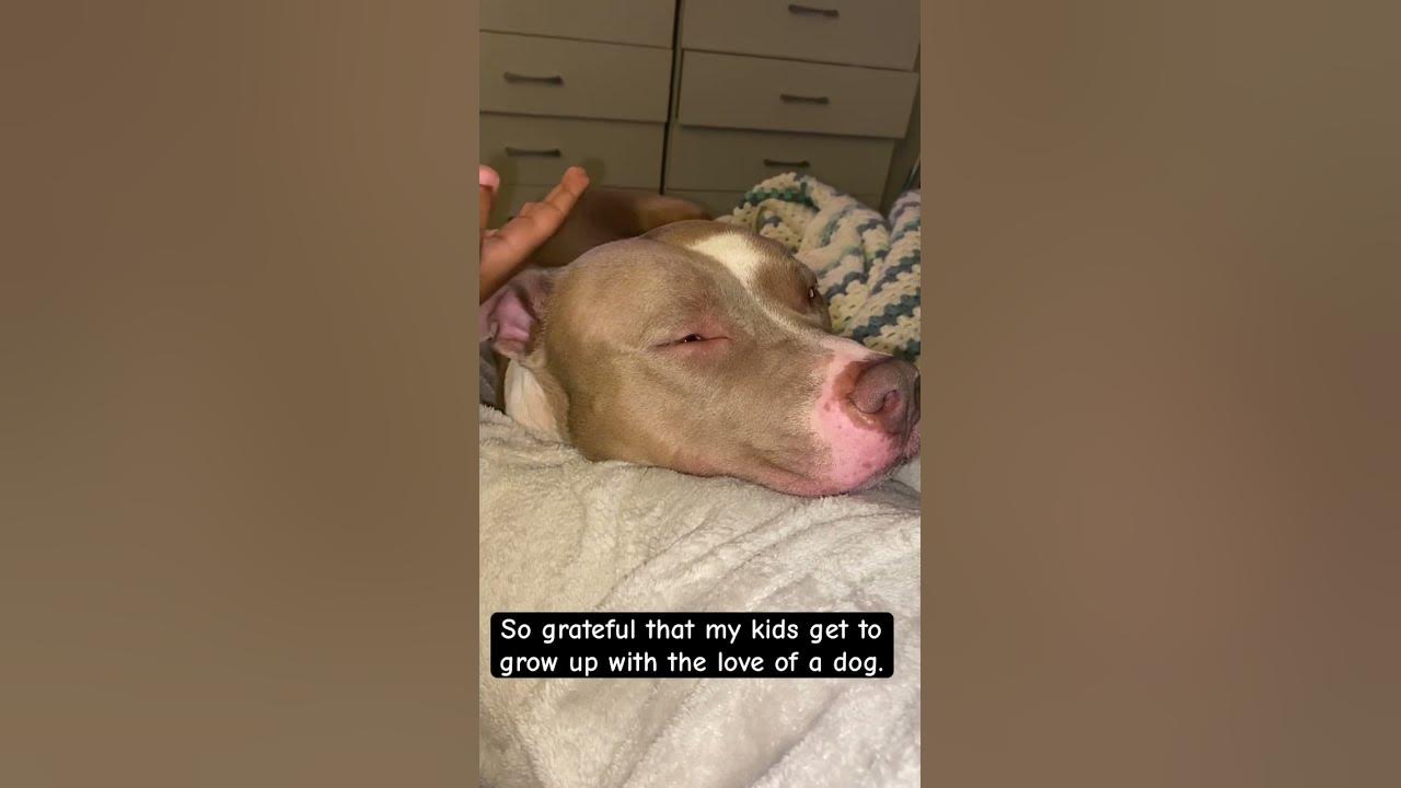 Tyler Farr I Wish Dogs Could Live Forever Wish dogs could live forever - YouTube