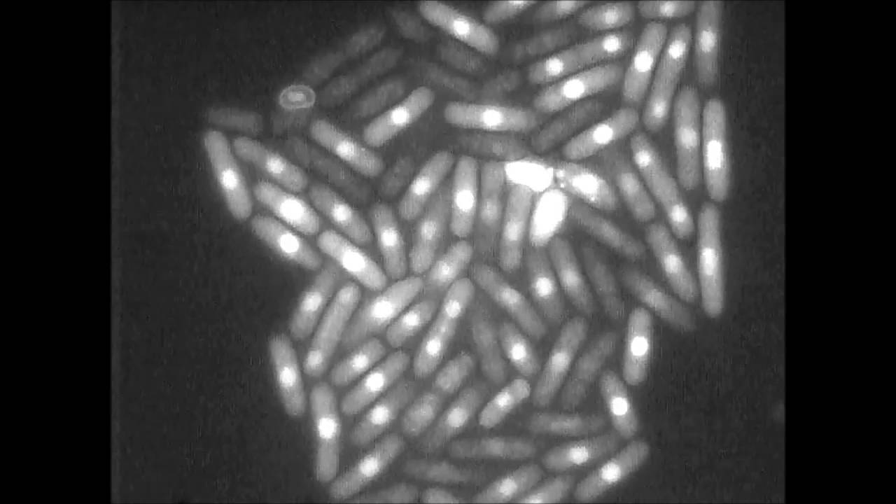 Nucleation and spreading of a heterochromatic domain in fission yeast ...