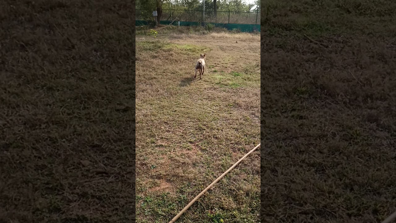 Tyson superb jonangi male