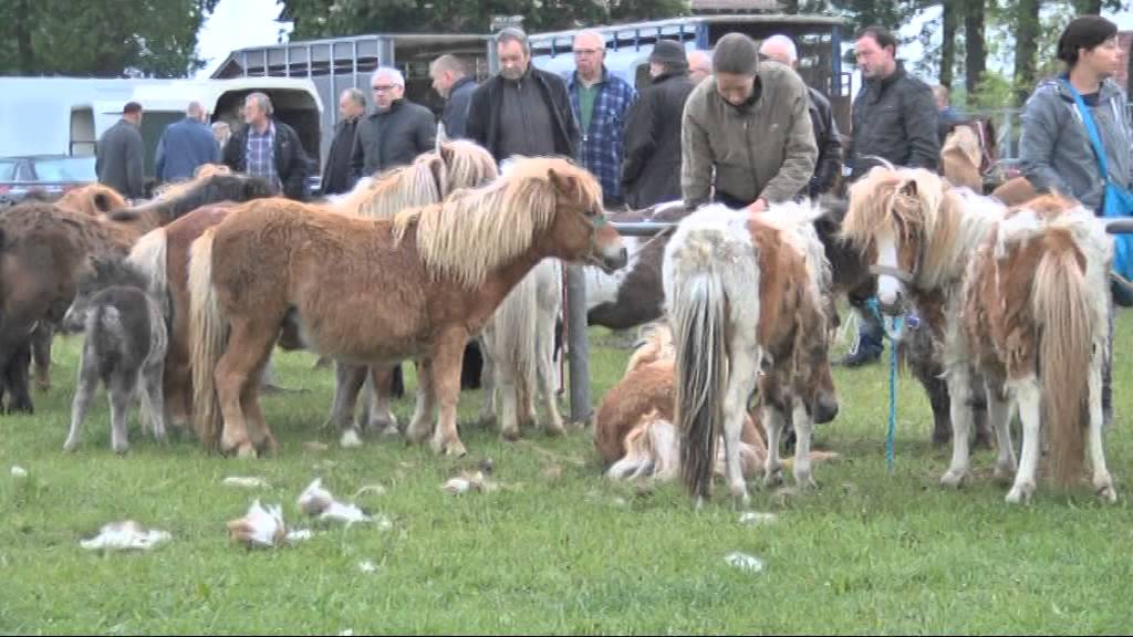 RTVSternet 20150516 Zomerfeesten de Hoeve Haaksbergen Paardenmarkt Zaterdag