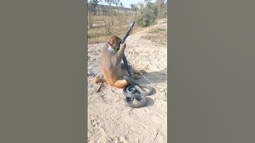oh! king cobra snake vs monkey #shorts #viral #india