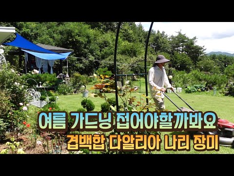 여름 가드닝 접어야 할까봐요/긴 장마로 꽃마당은 물벌창입니다/장미 자르고 뽑고 풀은 또 어떻게