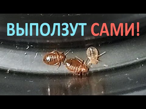 Как узнать, если ли дома клопы — в диване, или в кровати?