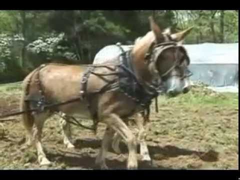 plowing with mules at John C. Campbell Folk School