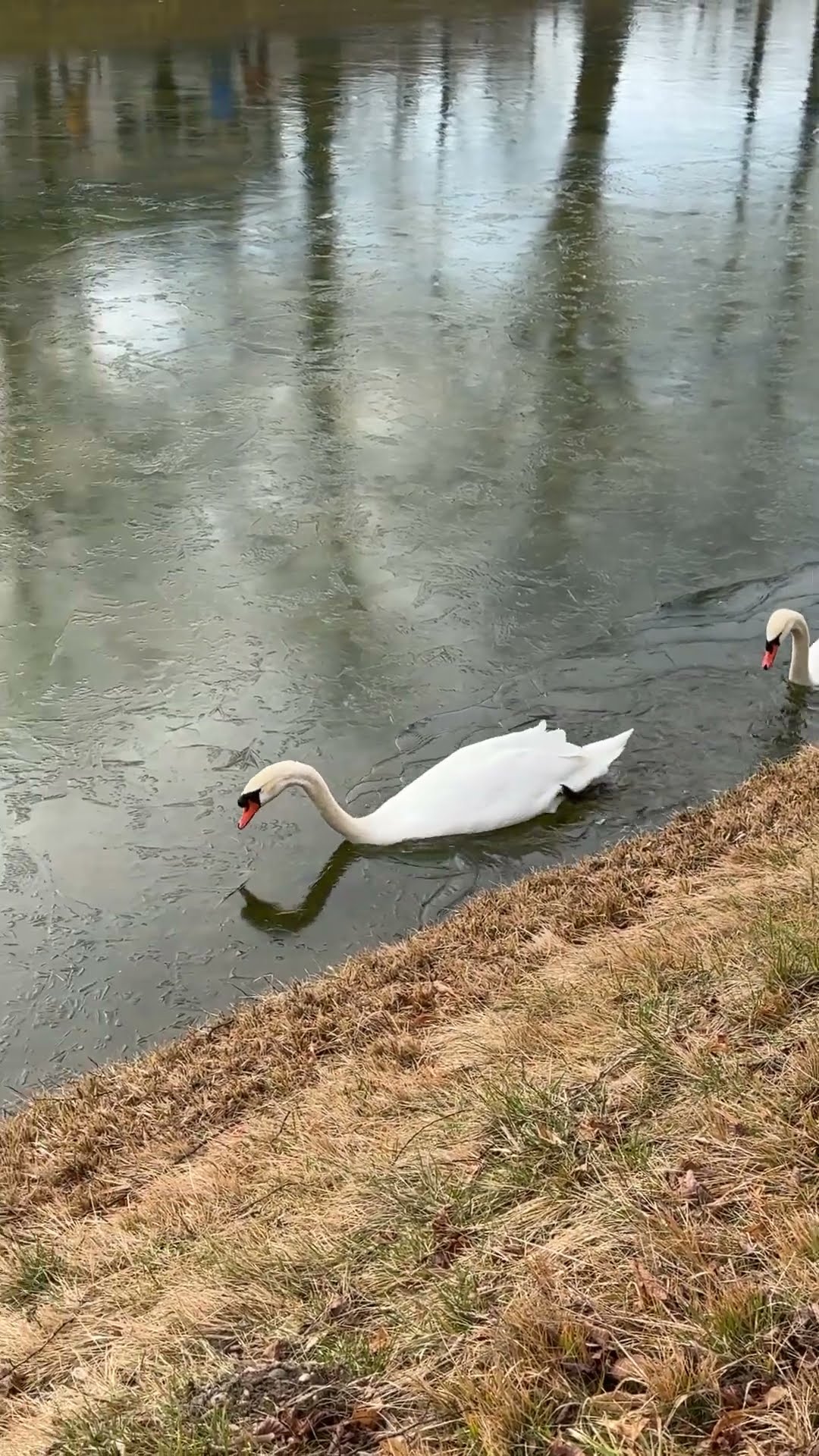 Swan Clears Path of Ice For Mate || ViralHog