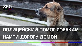 Инспектор ДПС помог собакам найти дорогу домой Инспектор ДПС помог собакам найти дорогу домой