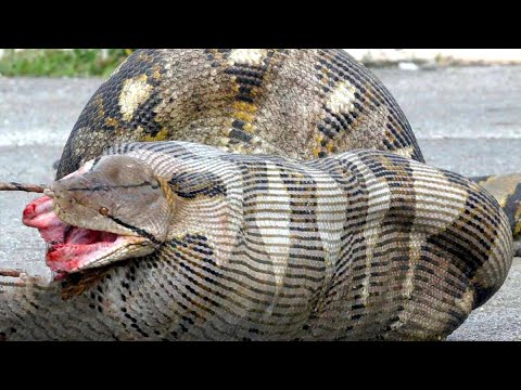 10 Most Dangerous Animals In Australia Youtube - meeting animals at the zoo in roblox family friendly role