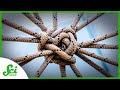 How Knots Help Us Understand The World 