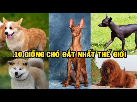 Top 10 loài chó đắt nhất thế giới | Go Vietnam ✔