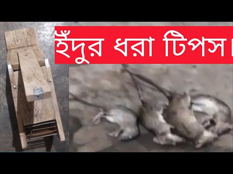 ভিডিও: ইঁদুররা কিভাবে অ্যাটিকেতে যায়?