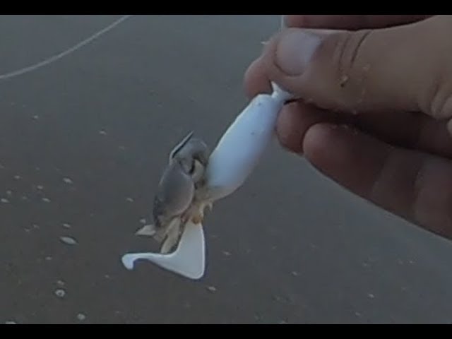 Gulp! vs. Sand Fleas - 5 Fish Species in the Summer Surf 