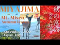 Miyajima island guide nov 2022 mt misen feuilles dautomne sanctuaire cerf nuit  japon